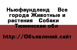 Ньюфаундленд  - Все города Животные и растения » Собаки   . Тюменская обл.